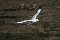 Chroicocephalus ridibundus