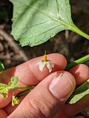 Solanum douglasii