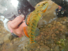 Etheostoma caeruleum