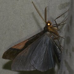 Sphacelodes vulneraria