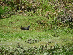 Pardirallus nigricans