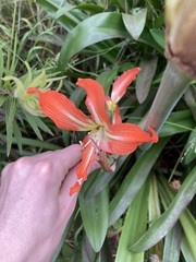 Hippeastrum
