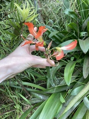 Hippeastrum