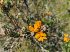 Pultenaea tuberculata