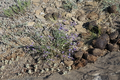 Polygala tenuifolia