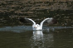 Chroicocephalus ridibundus