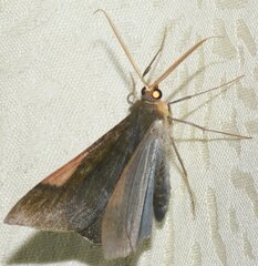 Sphacelodes vulneraria