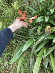 Hippeastrum