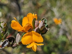 Pultenaea tuberculata