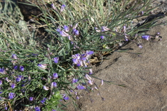 Polygala tenuifolia