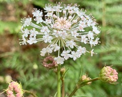 Trachymene composita composita