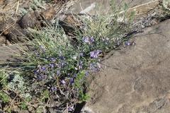 Polygala tenuifolia