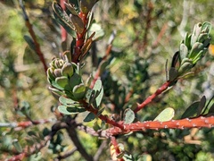 Pultenaea tuberculata