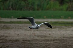 Chroicocephalus ridibundus