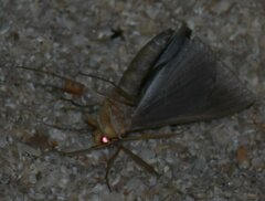 Sphacelodes vulneraria