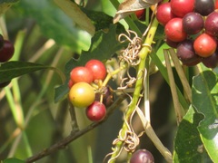 Smilax anceps