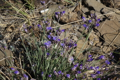 Polygala tenuifolia