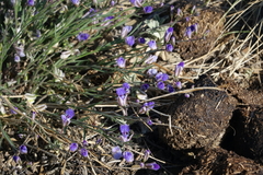 Polygala tenuifolia