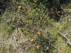 Pultenaea tuberculata