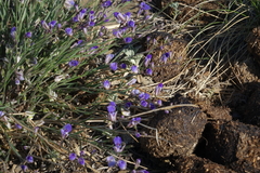 Polygala tenuifolia