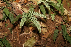 Adiantum diaphanum