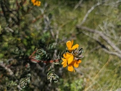 Pultenaea tuberculata