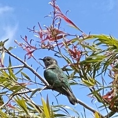 Chrysococcyx lucidus