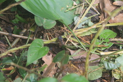 Craugastor stejnegerianus