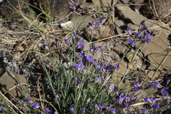 Polygala tenuifolia