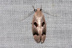 Acanthodela erythrosema