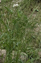 Pyrrhopappus pauciflorus