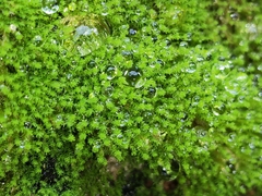 Ptychostomum pseudotriquetrum