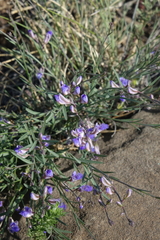 Polygala tenuifolia