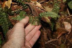 Adiantum diaphanum