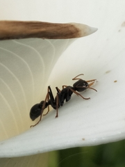 Myrmecia pilosula
