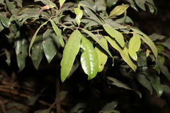 Beilschmiedia elliptica