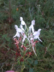 Platanthera integrilabia