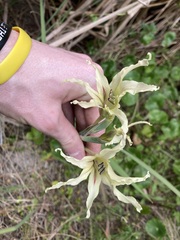 Gladiolus undulatus