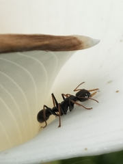 Myrmecia pilosula