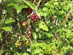 Smilax anceps