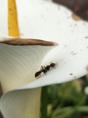Myrmecia pilosula