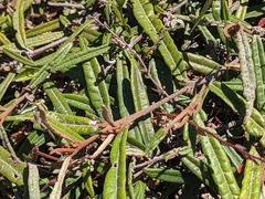Lasiopetalum ferrugineum