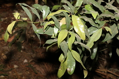 Beilschmiedia elliptica