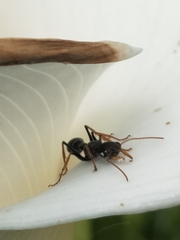 Myrmecia pilosula