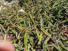 Lasiopetalum ferrugineum