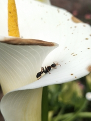 Myrmecia pilosula