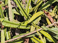 Lasiopetalum ferrugineum