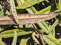 Lasiopetalum ferrugineum