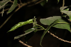Dendrocnide photiniiphylla