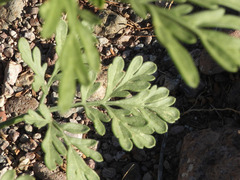 Hymenothrix wislizeni